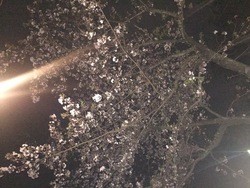 城山公園夜桜