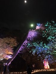 城山公園夜桜ライトアップ