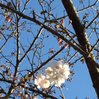 延岡・城山公園の桜