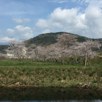 桜だより（４月９日）