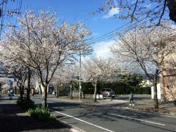 舞い散る桜の風景