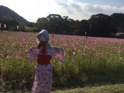 11/23　須美江普門寺前コスモス祭り