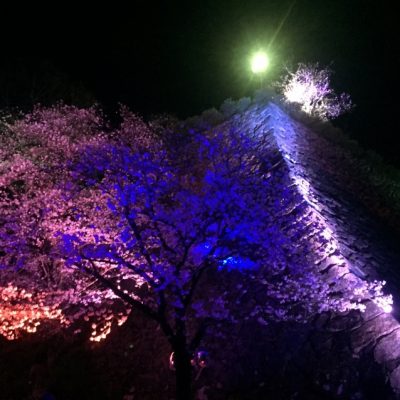 城山夜桜ライトアップ