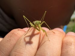 正面写真　赤ちゃんカマキリ