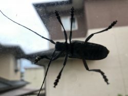 雨の来客