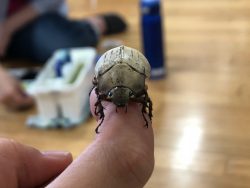 オオコフキコガネさん　カブトムシの仲間です