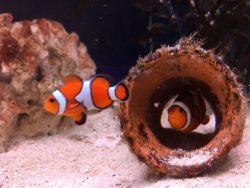 須美江ファミリー水族館　　　～ランチNAMBAN月曜