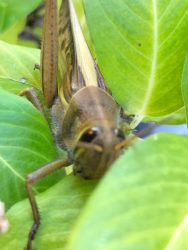 プランターにばったさん発見