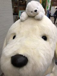 しろくまのしろみみちゃん、お友達発見！～in延岡文化センター