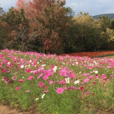 延岡植物園～秋～