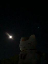 にゃんこ先生と流れ星に願い事をしたら・・・当たりました！