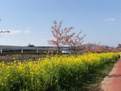 花物語～にぎわっていましたよ