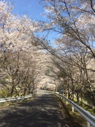 桜だより～早日渡～