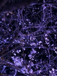 夜桜~in城山