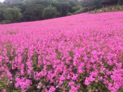 延岡植物園～フラワーフェスタ