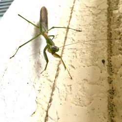 今週の1枚 「カマキリ」 ～ 木曜日のランチNAMBAN