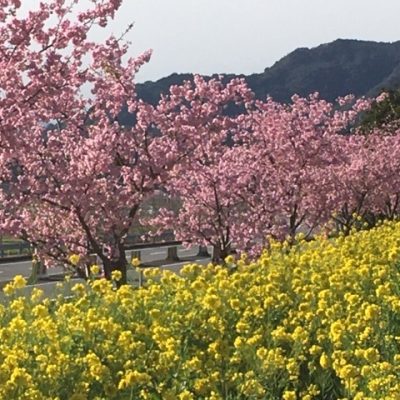 延岡花物語開催中