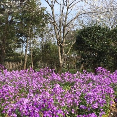 延岡植物園