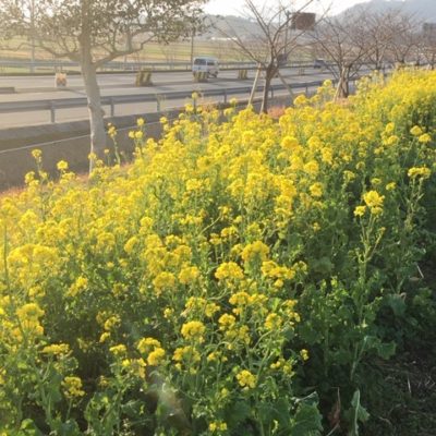 五ヶ瀬川河川敷き