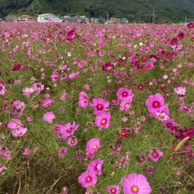 北川町家田・川坂地区～コスモス～