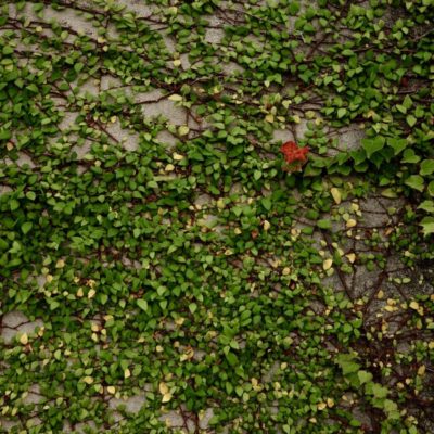 今週の1枚 「紅一点」 ～ 木曜日のランチNAMBAN