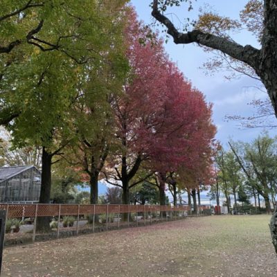 延岡植物園～サンシャインモーニングＮＯＢＥＯＫＡ水曜