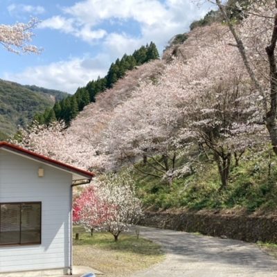 桜だより～その②～