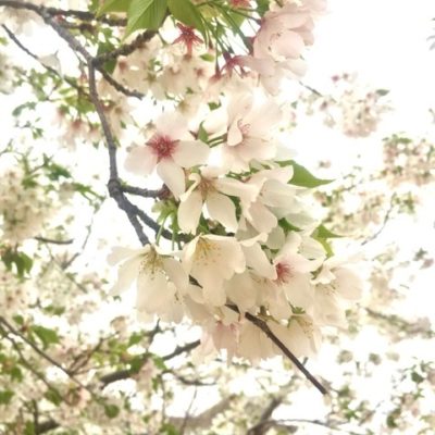 桜便り