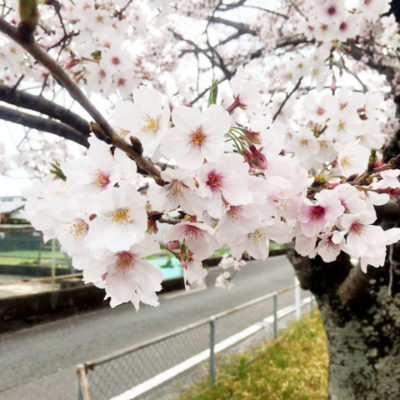 桜だより～その⑧～