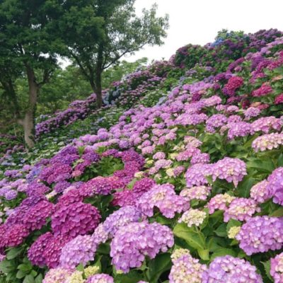 桃源郷岬の紫陽花